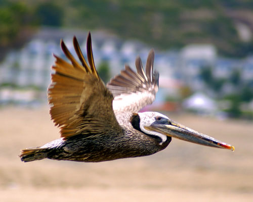 Pelecan in Flight